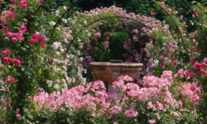 Ihana ruusutarha Chaalis luostarin puutarhassa, Oise, Pariisin alue